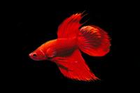 picture of Betta Male Lrg                                                                                       Betta splendens